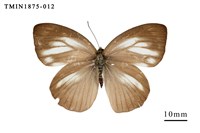 藏品(淡褐脈粉蝶)的圖片